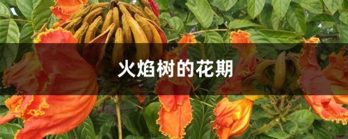 火焰树的花期