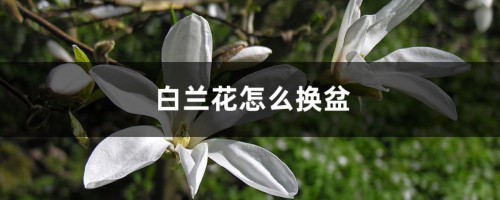 白兰花怎么换盆