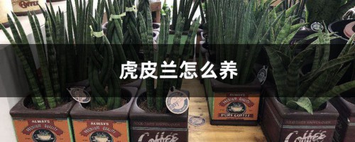 虎皮兰怎么养，虎皮兰图片