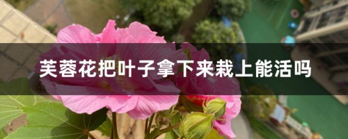 芙蓉花把叶子拿下来栽上能活吗，繁殖方法