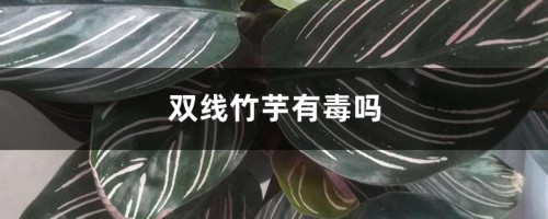 双线竹芋有毒吗