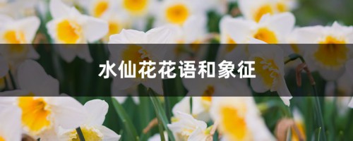 水仙花花语和象征，送水仙花代表什么含义