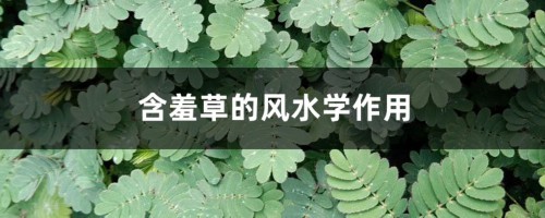 含羞草的风水学作用