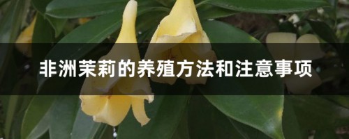 非洲茉莉的养殖方法和注意事项