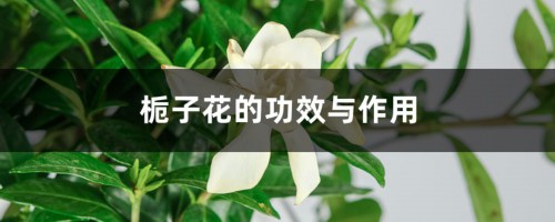 栀子花的功效与作用