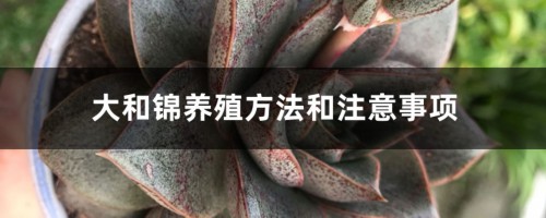 大和锦养殖方法和注意事项