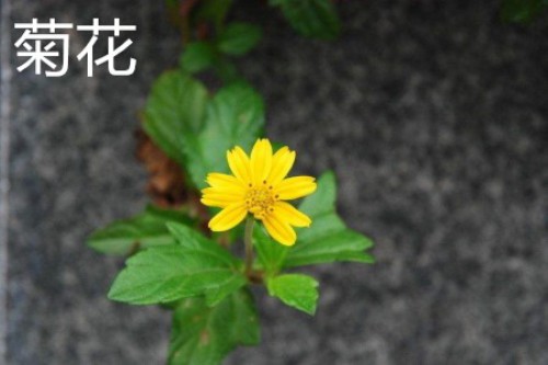 菊花，叶.jpg