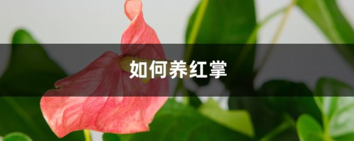 如何养红掌