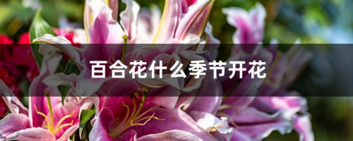 百合花什么季节开花