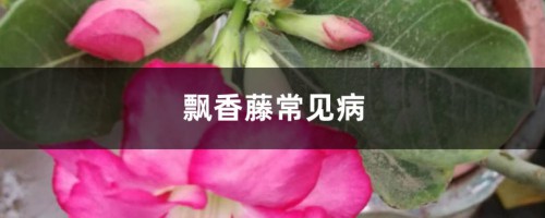 飘香藤常见病