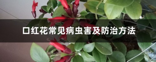 口红花常见病虫害及防治方法