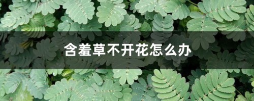 含羞草不开花怎么办