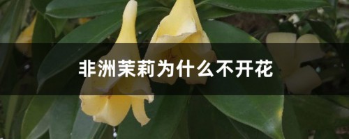 非洲茉莉为什么不开花