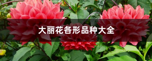 大丽花各形品种大全