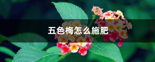 五色梅怎么施肥