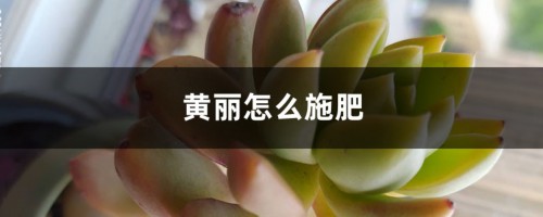 黄丽怎么施肥