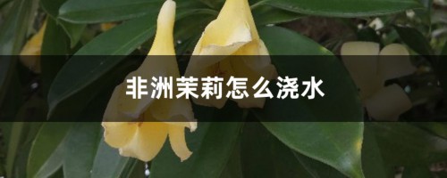 非洲茉莉怎么浇水