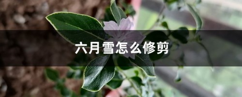 六月雪怎么修剪