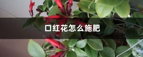 口红花怎么施肥